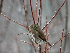 Northern pygmy owl