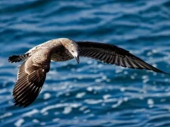 A gull in New Zealand.
