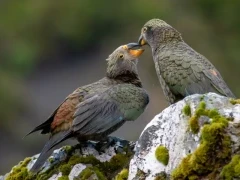 Two kea's in New Zealand.