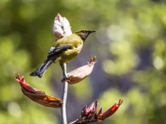 A bellbird korimako in New Zealand.