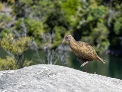 A buff weka in New Zealand.