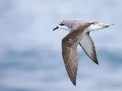 A Cook's petrel in New Zealand.