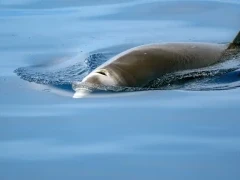 A Cuvier's beaked whale in New Zealand.