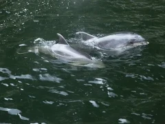 Two bottlenose dolphins in New Zealand.
