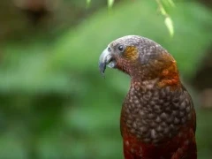 An endangered kaka, in New Zealand.