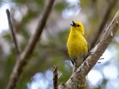 A yellowhead in New Zealand.