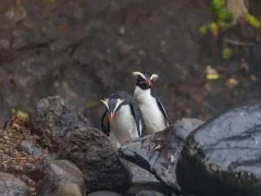 Fiordland crested penguins in New Zealand.
