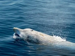 A Cuvier's beaked whale in New Zealand.