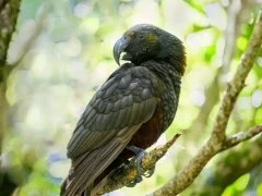 A kaka perched on a branch, in New Zealand.