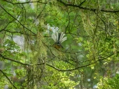 A New Zealand fantail.