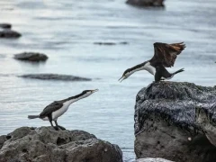 A pair of pied shag's in New Zealand.