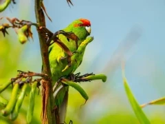 A red-crowned parakeet in New Zealand.