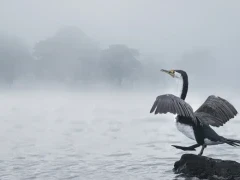 A pied shag in New Zealand.