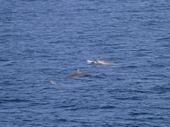 Strap-toothed whale in New Zealand.
