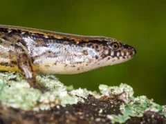 A striped skink in New Zealand.