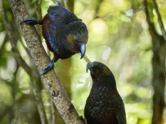 Two New Zealand kakas on a branch.