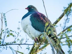 A New Zealand wood pigeon.