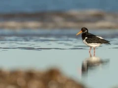 Oystercatcher