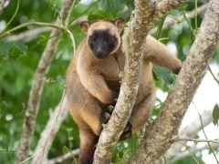 Lumholtz's tree-kangaroo in Australia.