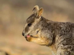 A Mareeba rock wallaby, in Australia.