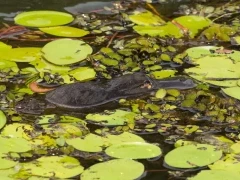 A platypus in Australia
