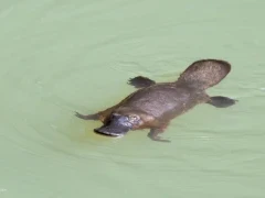 A platypus in Australia.