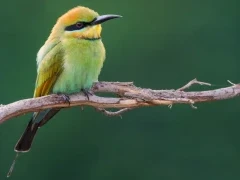 A rainbow bee-eater in Australia