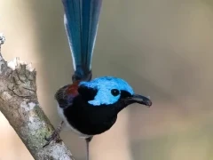 A red-winged fairywren, in Australia.