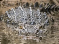 Saltwater crocodile in Australia.