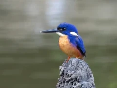 An azure kingfisher in Australia
