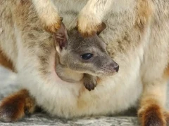 A Mareeba rock wallaby joey, Mareeba, Australia