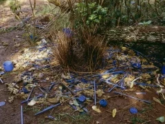 Example of a male satin bowerbird's courtship behaviour, building and decorating an avenue bower, in Australia