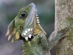 A Boyd's forest dragon resting, in  Australia
