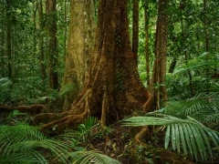 Daintree Rainforest in Australia