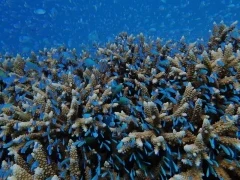 Blue-green chromis in the Great Barrier Reef, Australia