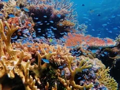 Blue-green chromis on the Ribbon Reefs, Great Barrier Reef, Australia