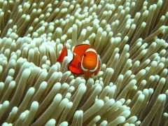 A clown fish in an anemone, Great Barrier Reef, Australia