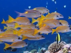 Fish in the Great Barrier Reef, Australia