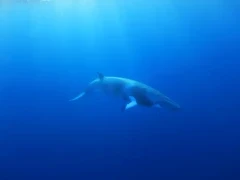 A dwarf minke whale in the Great Barrier Reef, Australia