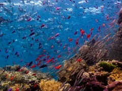 Fish and coral, Great Barrier Reef, Australia