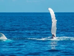 Humpback whale in the Great Barrier Reef, Australia