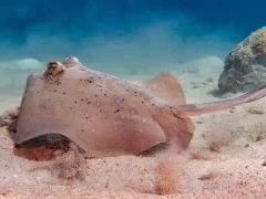 Ray in the Great Barrier Reef, Australia