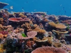 The Ribbon Reef in the Great Barrier Reef, Australia