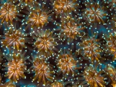 Coral reef polyps in the Great Barrier Reef, Australia
