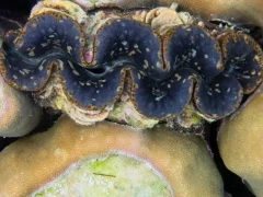 A giant clam on the Great Barrier Reef, Australia