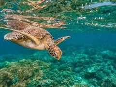 Green turtle in the Great Barrier Reef, Australia