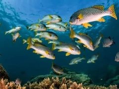 An underwater gallery in Australia