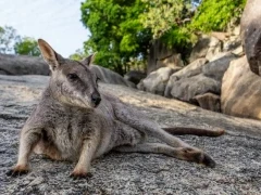 A resting Mareeba rock wallaby in Australia