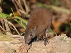 Musky rat in Australia