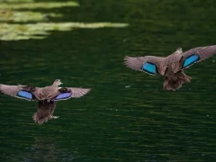 Pacific black duck in Australia